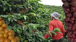 COMEÇO DA COLHEITA DE CAFÉ EM MINAS GERAIS 🇧🇷