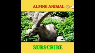 Capricorn Horn Alpine Animal । #capricorn #alpine #trending #shorts 😋😋😋😋😋