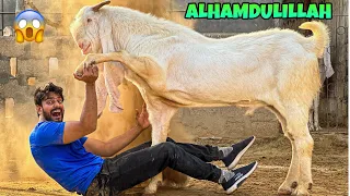 Alhamdulillah 10 Lakh ka Giant Bakra Lelia😍 | Mishkat Khan