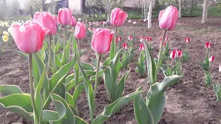 Підживлення тюльпанів ранньою весною