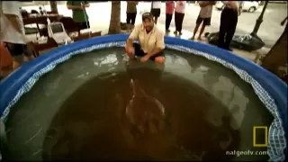 World's Largest Stingray? | National Geographic