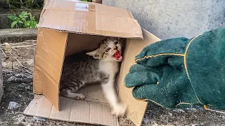 Kitten's Sweet Reaction After I Adopted It and Gave It a Home