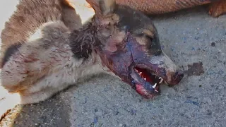 Severe head injury rescue of dying puppy.
