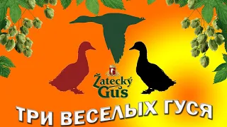 "Три веселых гуся". Тест трех сортов пива "Жатецкий гусь", сделанный специально по вашей просьбе