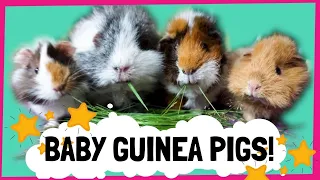 New Guinea Pigs 2020! Bringing our Baby Piggies Home!