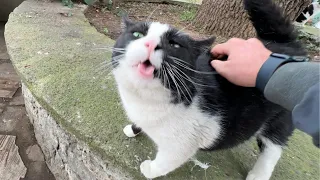 The best cat back scratch. His reaction was too hilarious!