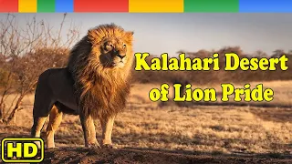 [Nat Geo Wild] Inferno In The Kalahari Desert - Lion Pride Documentary  - Animals Wildlife 2023