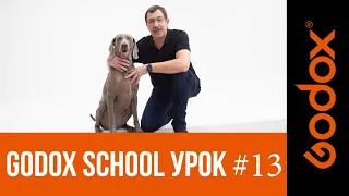 Фотошкола Godox с Игорем Сахаровым. Урок №13. От теории к практике: как снимать животных.