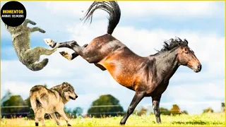 Surpresa! Lobos Caçam Cavalos Selvagens E Qual O Final | Animais Selvagens