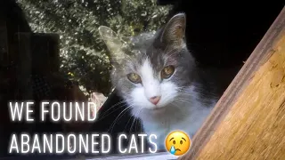 HOW WE FOUND AND RESCUED 2 CATS FROM AN ABANDONED HOUSE