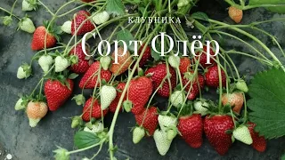 Наш любимый сорт клубники - Флёр! 🍓