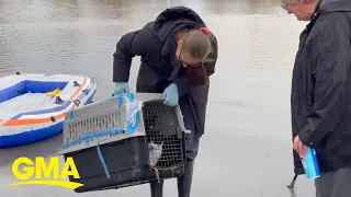 Cat rescued from rising flood waters in Kentucky  | GMA