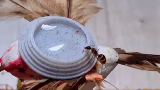 Camponotus fellah drinks sugarwater