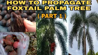 HOW TO PROPAGATE FOXTAIL PALM TREE (PART 1)