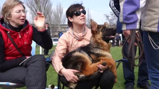 Щенок Жизель на Выставке собак. Немецкая овчарка. Puppy Giselle at the Dog Show. German Shepherd.