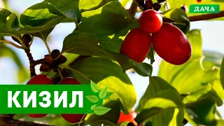 Вкусный Сад: КИЗИЛ - как посадить и вырастить у себя в саду