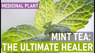 Mint Herb: The Tea That Cures Everything (Almost!)