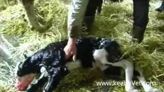 Cesarean Section On Cow And Sheep, See Complete Surgery Performed By Veteranarian