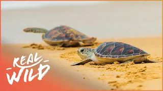 Cape Cod's Incredible Sea Turtles | Saving Sea Turtles: Preventing Extinction | Real Wild