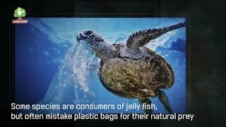 Types of plastic and their affects on nature - Save nature save India from plastic