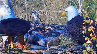 Little Miami Conservancy Bald Eagle 23.04.2024 07:23