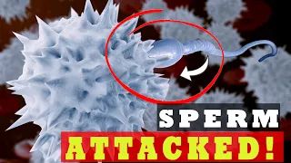 Are Sperm Attacked by Woman’s Immune System Inside the Body? -  EXPLAINED!