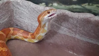 Corn Snake Swallows Mouse Alive