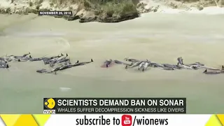 Scientists demand military sonar ban to end mass whale strandings