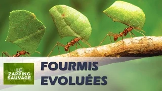 Les fourmis ont inventé l'agriculture - ZAPPING SAUVAGE 8