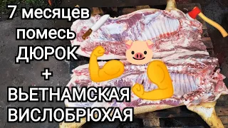 Забой  и выход мяса помесь дюрка и вьетнамской свиньи ,7 месяцев поросёнку