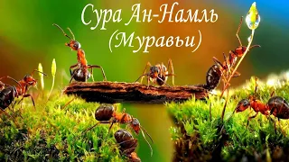 Сура Ан-Намль, чтец: Ислам Субхи! (сура 27, стр. 377, 93 - аятов)