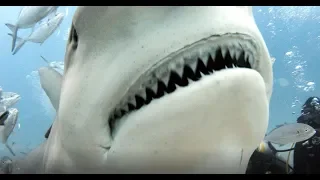 Bull Shark Dive, Playa del Carmen