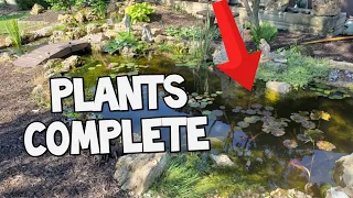 Aquascape Pond now complete with plants