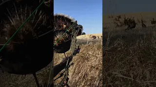 Unbelievable Archery Shot On BIG Gobbler! #archery #shorts #turkey