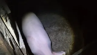 Свиньи на улице в Сибири