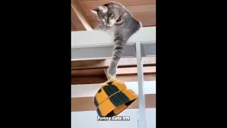 Funny Animals Videos 😂 Funniest Cats and dogs 😹🐶 part 31