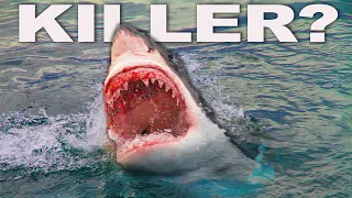 Are The Great White Shark As Deadly As We Think? | Myths of the Great White | Wild Waters