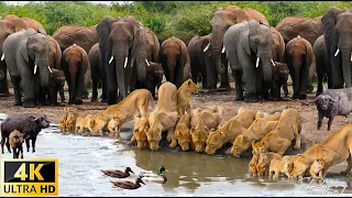 4K African Wildlife: Survival of Wild Animals in Ngorongoro National Park With Real Sounds 4K Video