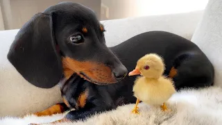 A Dachshund puppy and 5 Mandarin ducklings.