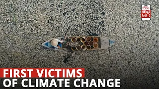 Climate Change Kills Fish In Millions | NewsMo