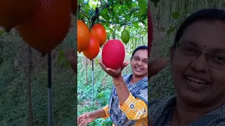 GAC FRUIT FARMING