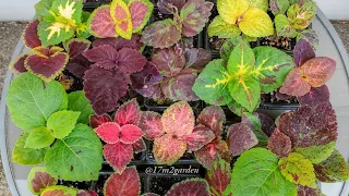 How To Grow Coleus From Seeds