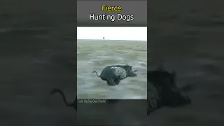 Fierce Hunting Dogs