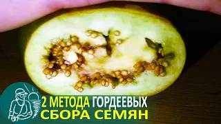 🌿 Eggplant Seeds using Gordeev’s Technology | Growing Eggplant