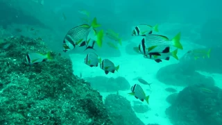 Oman Diving - Hallaniyat Islands - 2017