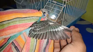 How To Cut Feathers Budgies Parrot l how to trim Birds wings lhow to cut Wings #Wingcut #Trimingbird