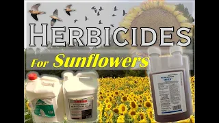 Herbicide Cheat Sheet! | Guide to Spraying CLEARFIELD Sunflowers | Dove Farming Season 3