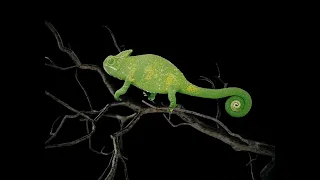 Chameleon (Blender - EEVEE)