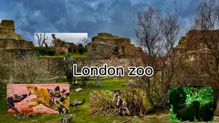 LONDON ZOO walking tour England