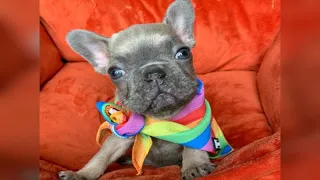 Rescue Supper Cute Tiny Frenchie Bulldog Wearing A Lovely Colorful Scarf